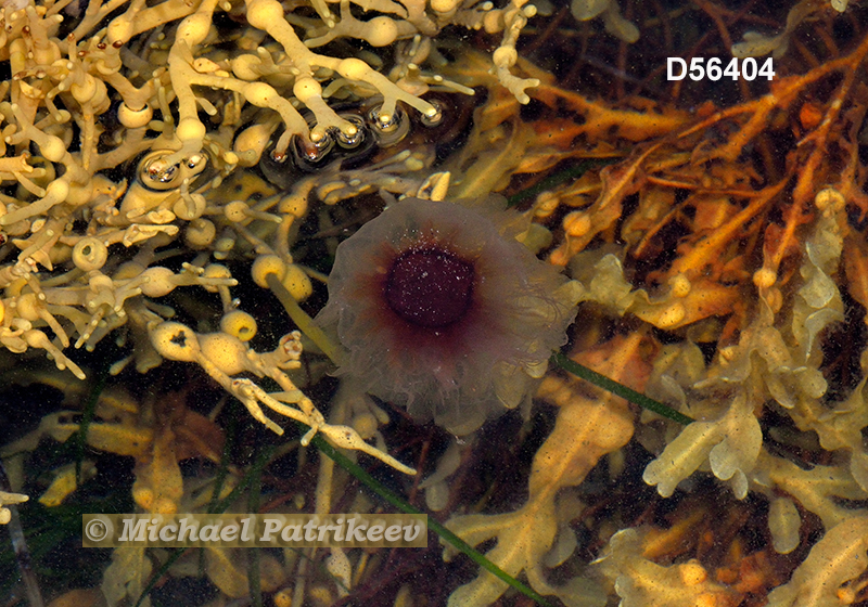 Lion's Mane Jellyfish (Cyanea capillata)